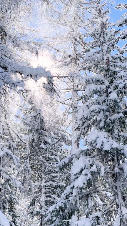 istockphoto 2185001687 640x640